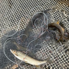 【九頭竜川　天然あゆ】　活魚11/8まで！　九頭竜川中部漁協組合員による相対販売！の画像
