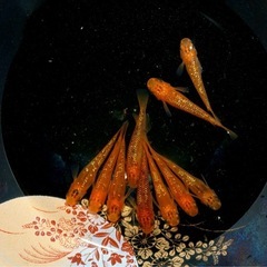 メダカ　サンシャイン　♂4    ♀6        10/2610/26の画像