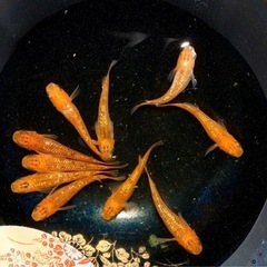 メダカ　サンシャイン　♂4    ♀6        10/2610/26の画像