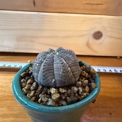 オベサ　輸入株　発根済みの画像