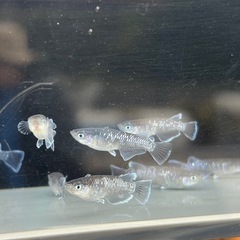 配送可能です❗️ミッドナイトフリル体外光選別外15匹の画像