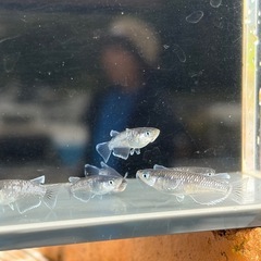 配送可能です❗️ミッドナイトフリル体外光選別外15匹の画像