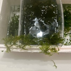 南米ウィローモス　ミクロソリウムナローリーフの画像