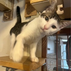 可愛がってくれる里親さん大募集！