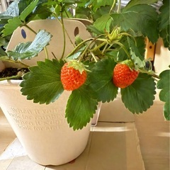 【受付11/2(日)まで】赤イチゴの苗 そろそろ処分のためゼロ円の画像