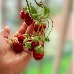 【受付11/2(日)まで】赤イチゴの苗 そろそろ処分のためゼロ円の画像