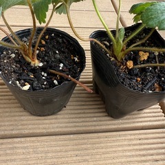 【受付11/2(日)まで】赤イチゴの苗 そろそろ処分のためゼロ円の画像