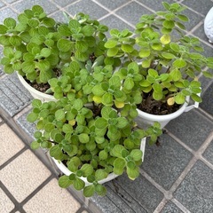 アロマティカスの画像