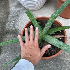 アロエ
の画像