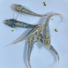 めだか無人販売⭐︎100円セール⭐︎の画像