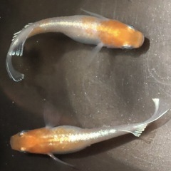 めだか無人販売⭐︎100円セール⭐︎の画像