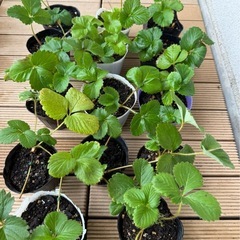 【受付11/2(日)まで】赤イチゴの苗 そろそろ処分のためゼロ円の画像