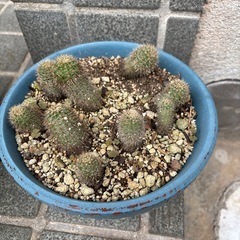 サボテンの画像