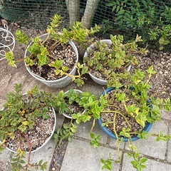 ベビーサンローズ　（はなづるそう）の画像