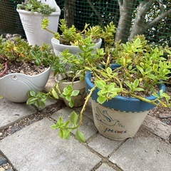 ベビーサンローズ　（はなづるそう）の画像