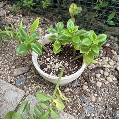 ベビーサンローズ　（はなづるそう）の画像