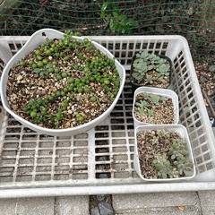 グリーンネックレスの画像