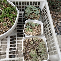 グリーンネックレスの画像