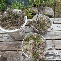 ルビーネックレスの画像