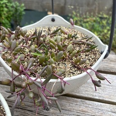 ルビーネックレスの画像