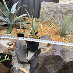 残り5株になりましたユッカロストラータ種から育ててますの画像