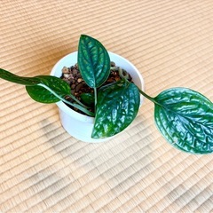 モンステラジェイドシャトルコックの画像