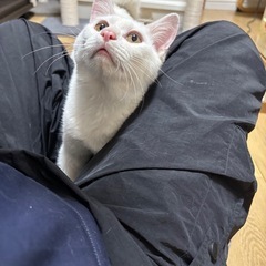 人間大好き白猫のしろさん