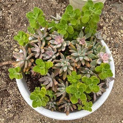 多肉植物　の画像