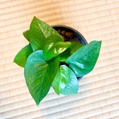ポトスの画像