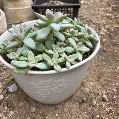 多肉植物の画像