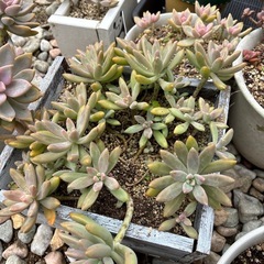 多肉植物
の画像