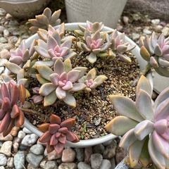 多肉植物
の画像
