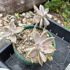 多肉植物
の画像