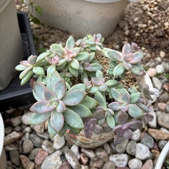 多肉植物
の画像