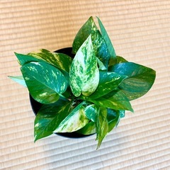 ポトス斑入りの画像