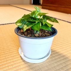 ポトスエメラルドの画像