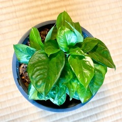 ポトスエメラルドの画像