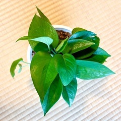 ポトスの画像