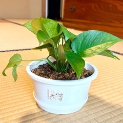ポトスの画像