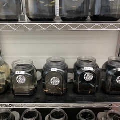 追記　宇部市厚南　メダカ　めだかの画像
