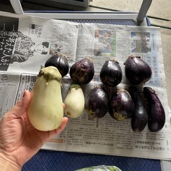 なす　茄子　10個　の画像