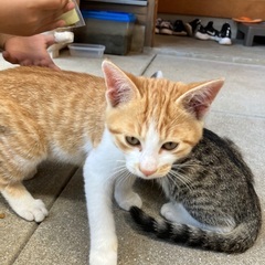 地域で生まれた猫、もらっていただけませんか？５