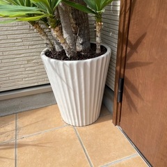 ユッカ　エレファンティペスの画像