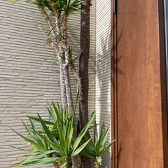 ユッカ　エレファンティペスの画像