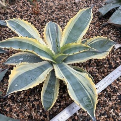 リップルエフェクト　アガベの画像