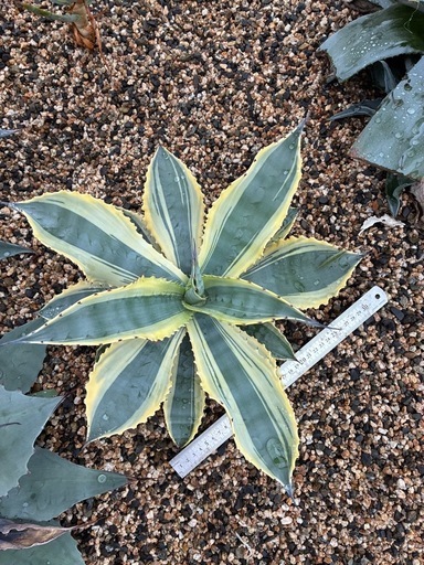 リップルエフェクト　アガベ