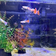 国産アクアマリンレッドテールパンジーの画像