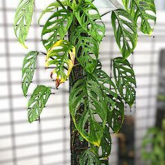 商談中/観葉植物いろいろ（100円～）| フィロデンドロン、モンステラ、エピプレムヌム類の画像
