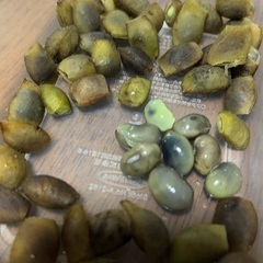 B級品　黒枝豆　黒豆移行中　1粒が多いの画像