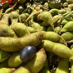 B級品　黒枝豆　黒豆移行中　1粒が多いの画像